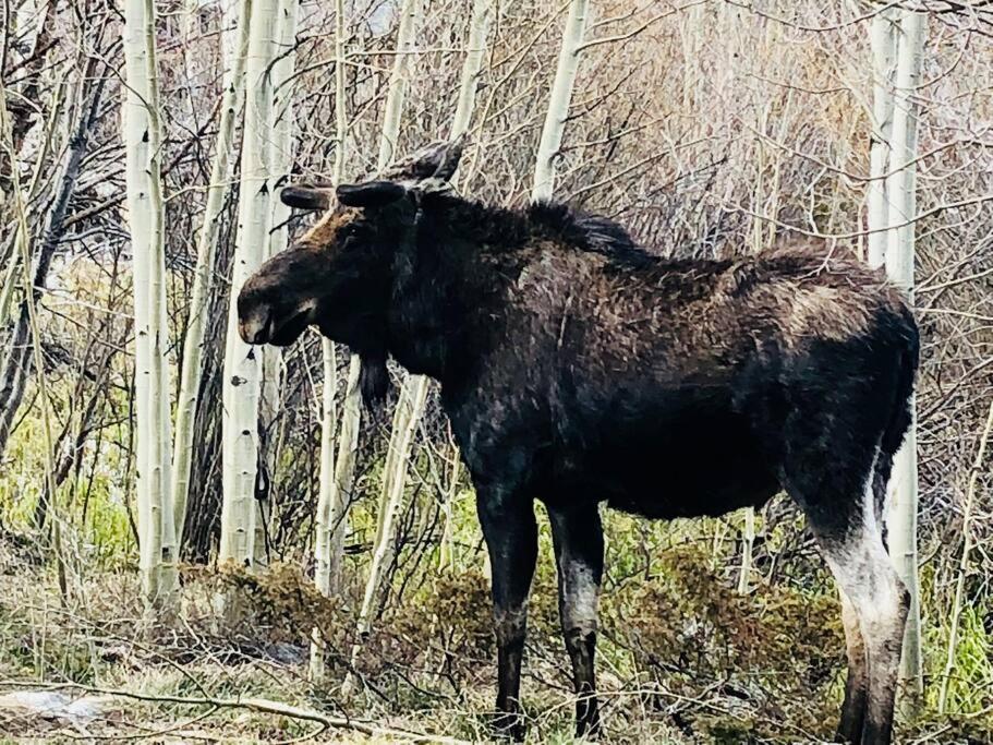Boulder Best City And Nature With Lake And Trails Pets Ok Exteriér fotografie